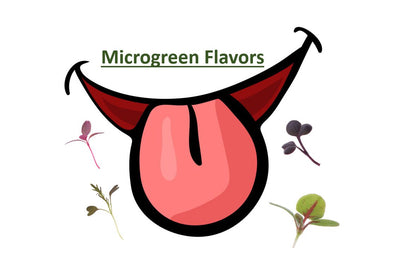 Microgreen Flavors