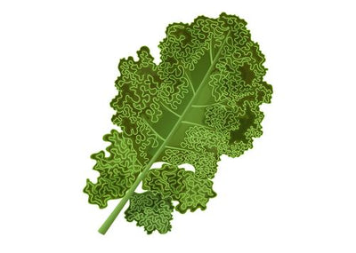 Growing Hydroponic Kale