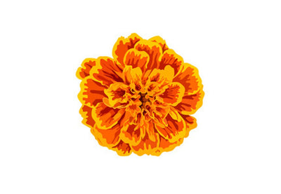 Growing Hydroponic Marigold Flowers