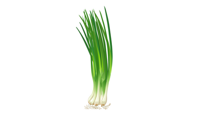 Growing Hydroponic Bunching Onions & Scallions
