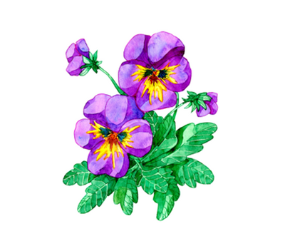 Growing Hydroponic Viola