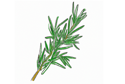 Growing Hydroponic Rosemary