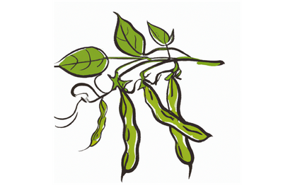 Growing Hydroponic Beans