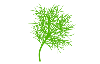 Growing Hydroponic Dill