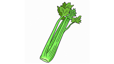 Growing Hydroponic Celery