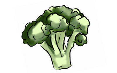 Growing Hydroponic Broccoli
