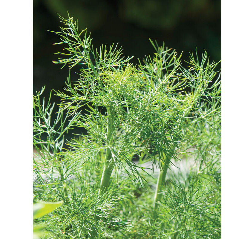 Fernleaf 'Dwarf' Dill Seed IGWorks