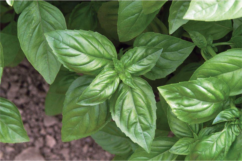 Genovese Compact Basil Seeds IGWorks