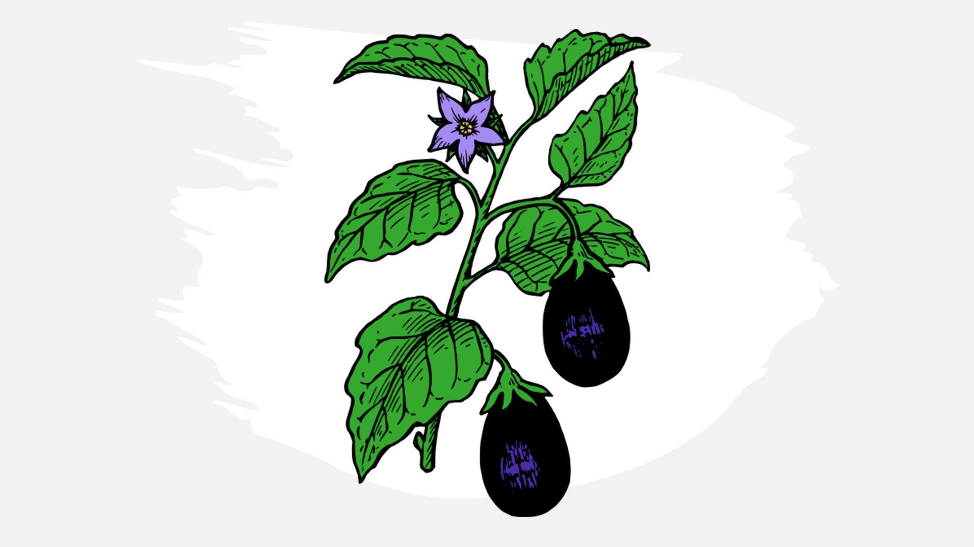 Vector illustration of Eggplants plant on the tree illustration. Download a  Free Preview or High Quality Adobe Illustrator… | Eggplant plant, Plants,  Trees to plant