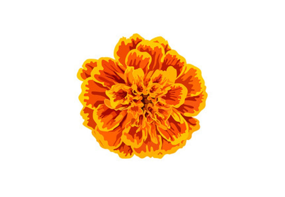 Growing Hydroponic Marigolds: Experience Marigold Flowers in full form ...