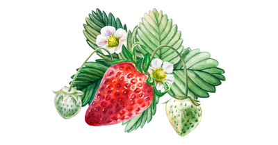 Growing Hydroponic Strawberries