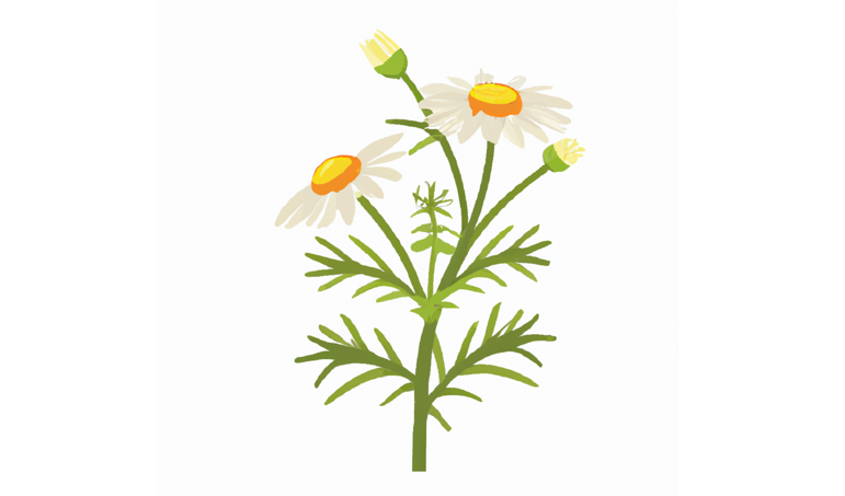 Growing Hydroponic Chamomile – IGWorks